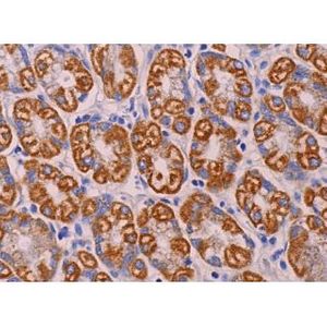 mouse anti-goat IgG-B