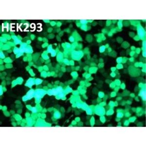 CaPo Transfection Kit -DNA Transfection Reagent