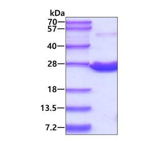 Anti-IgG1 + IgG2a + IgG3 antibody [M204-3](AB133469)