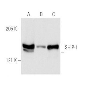 SHIP-1 (P1C1) Alexa Fluor® 488