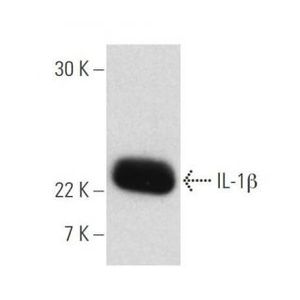 IL-1β (B122) Alexa Fluor® 594
