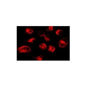 E2F-4 (RK-13) Alexa Fluor® 594