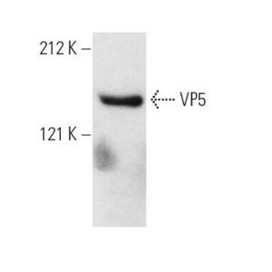 VP5 (6F10) Alexa Fluor® 546