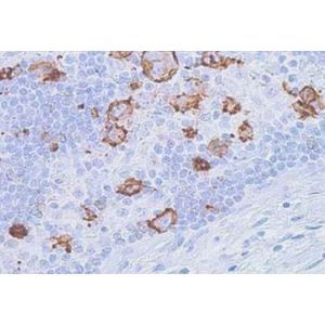 Anti-FUT4 antibody