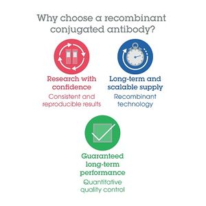 Anti-Neurofilament heavy polypeptide antibody(AB4680)