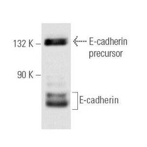E-cadherin (G-10)