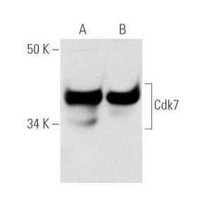 Cdk7 (C-4) Alexa Fluor® 546