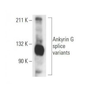 Ankyrin G (463) Alexa Fluor® 546