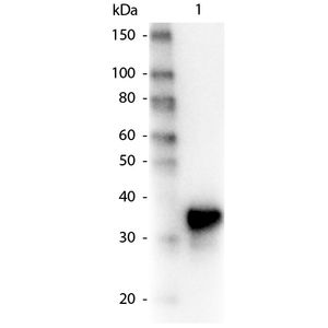 Anti-Topoisomerase I antibody [EPR5375](AB109374)