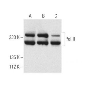Pol II (A-10) Alexa Fluor® 594