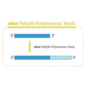 "Poly(A) Polymerase, Yeast"