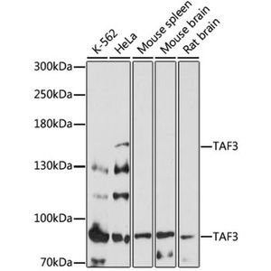 Anti-TAF3 antibody