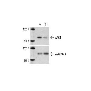 APC4 siRNA (h)
