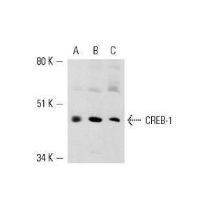 CREB-1 (X-12) Alexa Fluor® 546