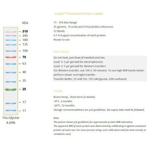 CozyXL™ Prestained Protein Ladder