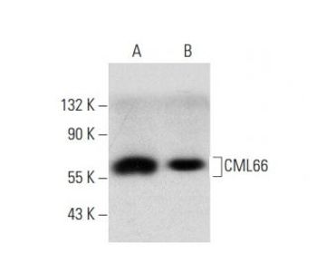 CML66 C 4 PE Science Company Labroots