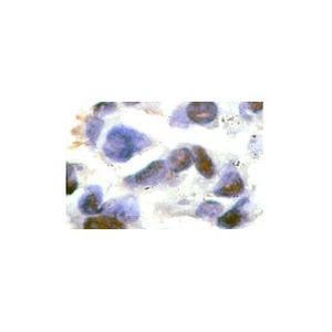 HSF1 (E-4) Alexa Fluor® 594