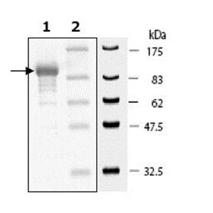 Anti-CGRP antibody [4901](AB81887)
