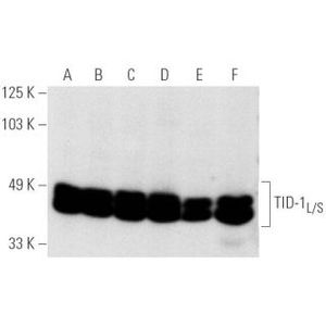 TID-1L/S (RS-13) Alexa Fluor® 647