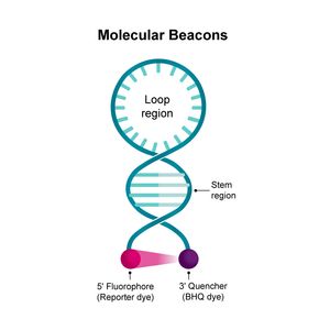 Molecular Beacon probes