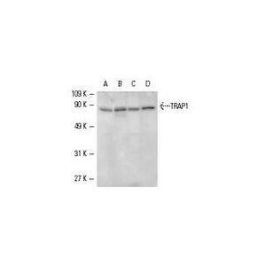 HSP 75 (TR1) Alexa Fluor® 647