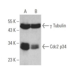 Cdc2 p34 siRNA (h)