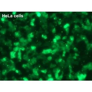 IgG-FITC -for Transfection Assay