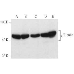 γ Tubulin (C-11) AC