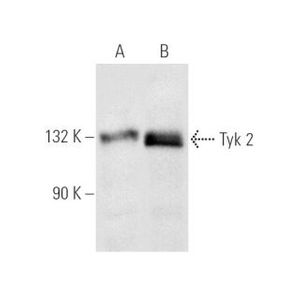 Tyk 2 (C-8) Alexa Fluor® 790