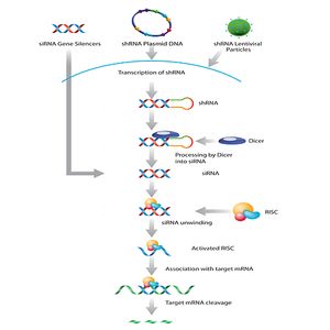 siRNA Dilution Buffer