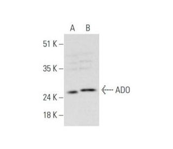 ADO E 11 Alexa Fluor 594 Science Company Labroots