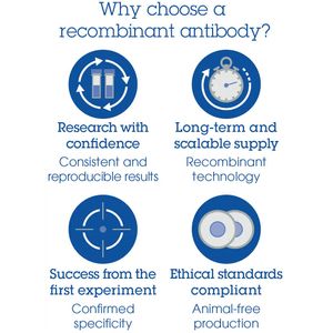 Anti-NeuN antibody [1B7] - Neuronal Marker(AB104224)