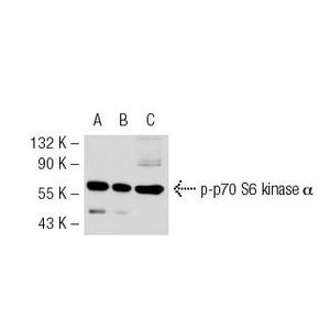 p-p70 S6 kinase α (A-6) Alexa Fluor® 546