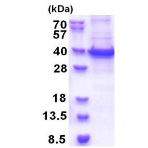 Anti-Claudin 5 antibody [EPR7583](AB131259)