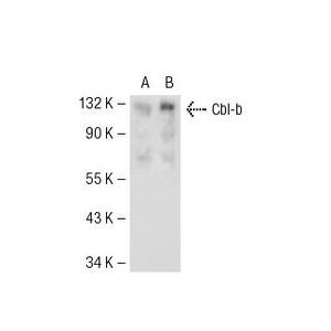 Cbl-b (G-1) Alexa Fluor® 790
