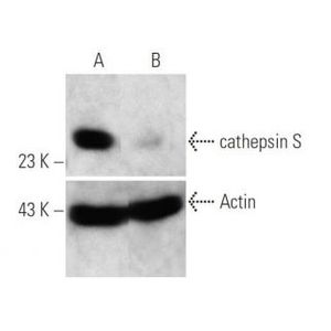 cathepsin S siRNA (m)