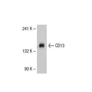 CD13 (3D8) AC