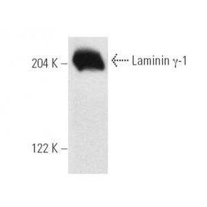 Laminin γ-1 (D-3) Alexa Fluor® 790