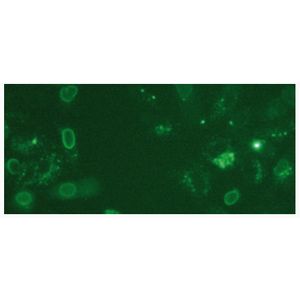 PROTEOfectene® AB - Protein Transfection Reagent for Antibodies
