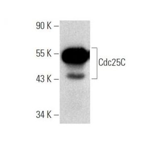 Cdc25C (H-6) Alexa Fluor® 488