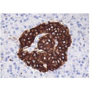 Syntaxin 1 (HPC-1) Alexa Fluor® 594