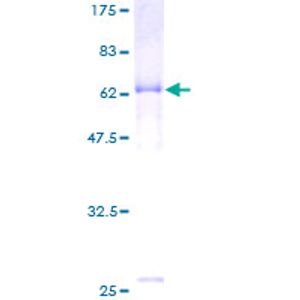 Anti-Rb antibody [EPR17512](AB181616)