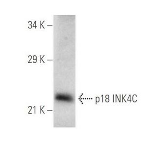 p18 INK4C (118.2) Alexa Fluor® 546