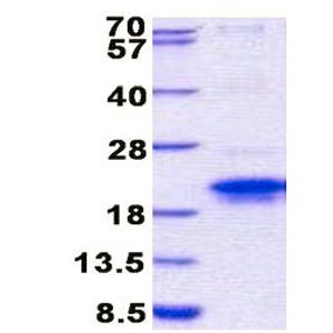VeriBlot for IP Detection Reagent (HRP)(AB131366)