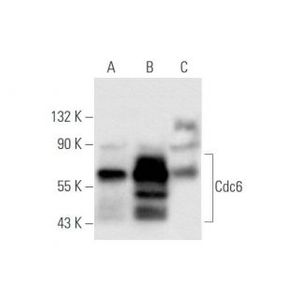 Cdc6 (180.2) AC