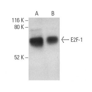 E2F-1 (KH95) X