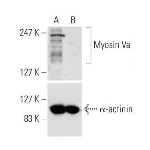 Myosin Va siRNA (h)