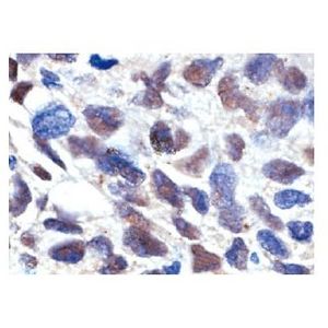 SMRTe (1542/H7) Alexa Fluor® 790