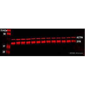 Anti-beta Actin antibody [AC-15]