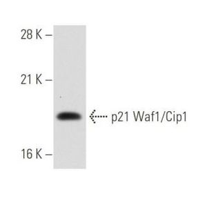 p21 Waf1/Cip1 (F-5) Alexa Fluor® 594